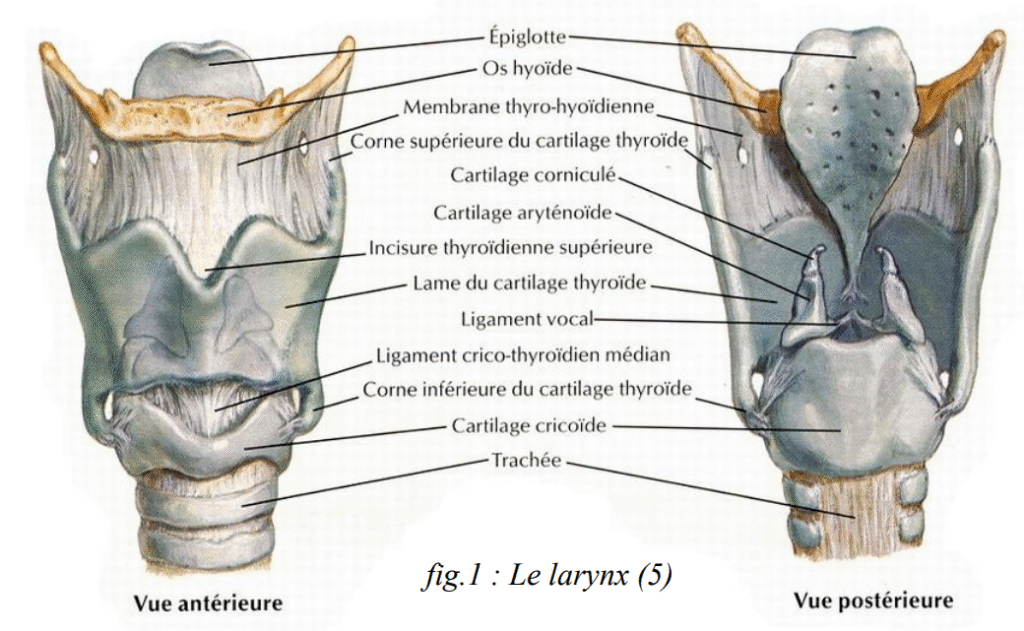 Squelette Laryngé
