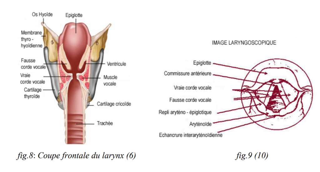 Endolarynx