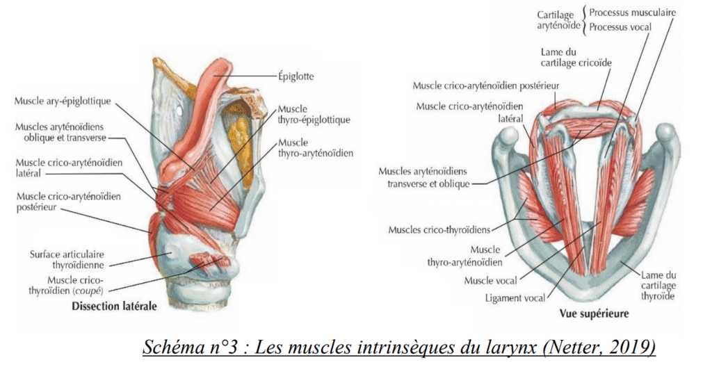 muscles intrinsèques du larynx
